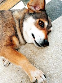High angle view of dog looking away