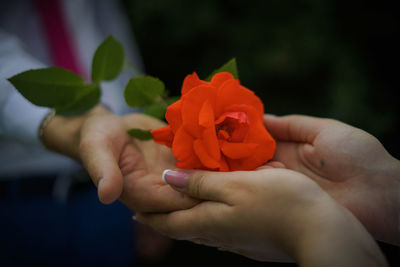 Close-up of person holding red rose flower