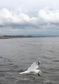 Seagulls on sea shore against sky