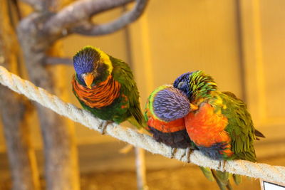 Close-up of parrot perching on branch