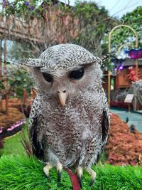 Close-up portrait of owl on field