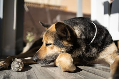 Cute dog sleeping in the heat of the sun at home. relax indoors concept