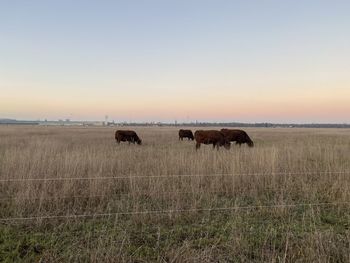 Horses in a field