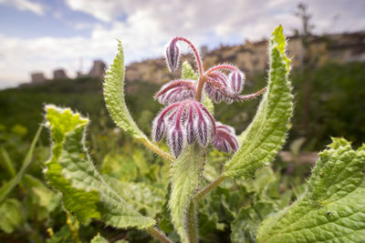 Close-up of purple flowering plant