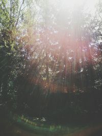 Low angle view of trees in forest against sky