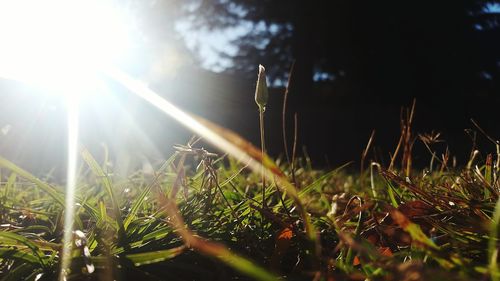 Close-up of dew on grassy field against bright sun