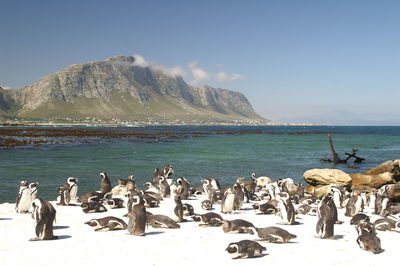 Flock of birds on beach