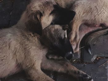 Close-up of a dog sleeping