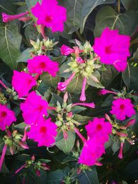 Close-up of pink flower
