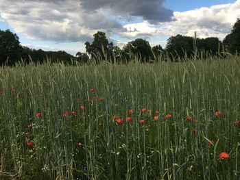 Scenic view of poppy field against sky