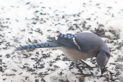 Close-up of a bird