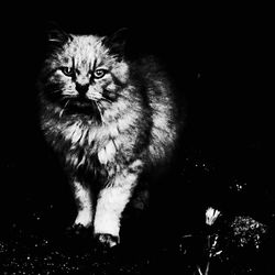 Close-up portrait of cat