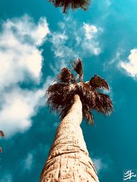 Low angle view of coconut palm tree against blue sky