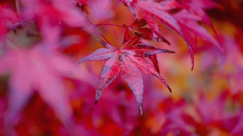 Close-up of red maple leaf