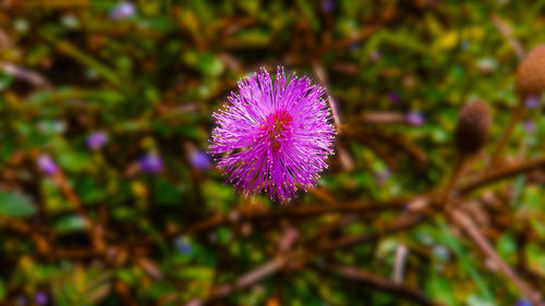 Close-up of purple flowering plant