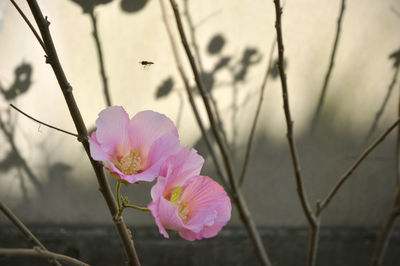 Close-up of pink flowering plant