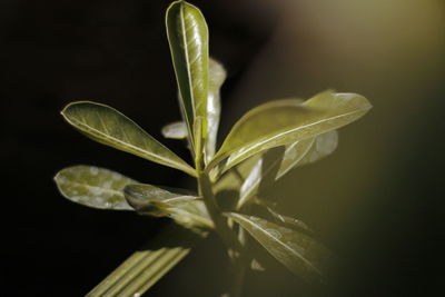 Close-up of plant against black background