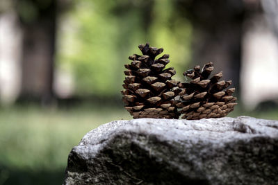 Close-up of pine cone on tree