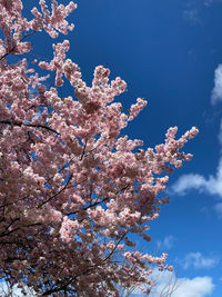 Low angle view of cherry blossom tree against blue sky