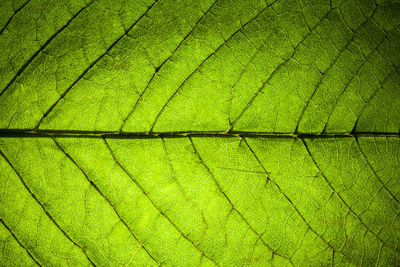 Green fresh leaf veins macro abstract texture nature background