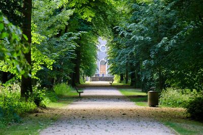 Footpath amidst trees in park