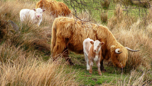 Cow in a field