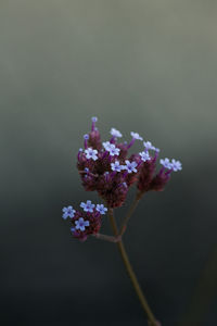 Close-up of purple flowering plant