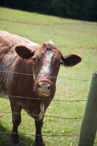 Portrait of horse standing on field