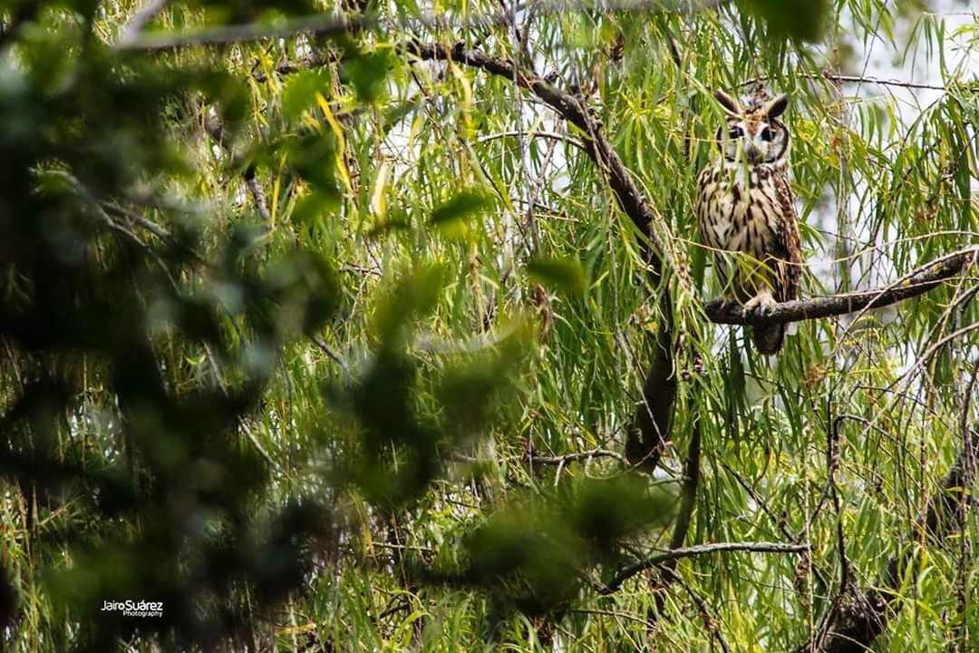 plant, animal, animal themes, tree, animal wildlife, one animal, animals in the wild, vertebrate, mammal, nature, green color, growth, day, no people, land, selective focus, branch, forest, outdoors, primate