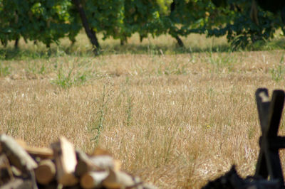 Close-up of grass in field