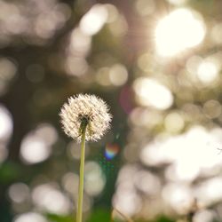 Close-up of dandelion against blurred background