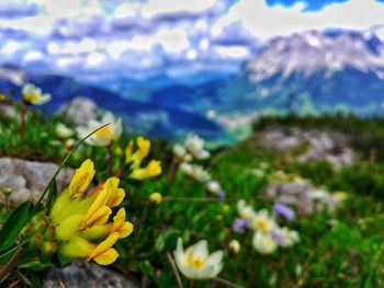 Close-up of yellow crocus flowers on land