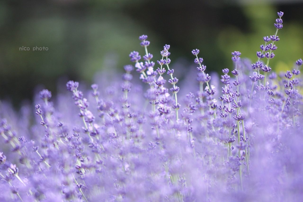 flower, flowering plant, vulnerability, plant, fragility, freshness, beauty in nature, growth, selective focus, purple, close-up, nature, lavender, day, no people, petal, field, springtime, outdoors, flower head, softness