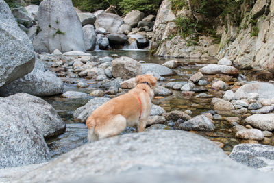 Portrait of dog standing on rocks