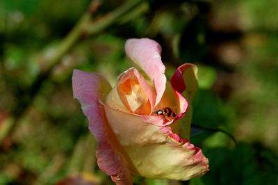 Close-up of pink rose flower