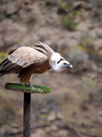 Close-up of bird perching outdoors