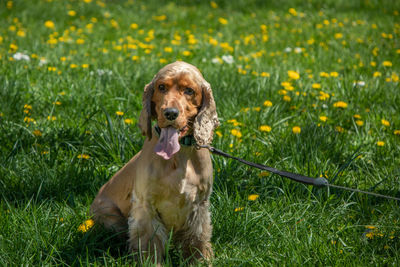 Portrait of dog sitting on field