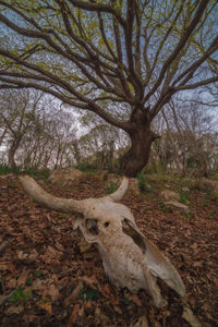 View of dead tree on field