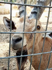 Close-up of horse in zoo