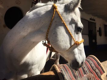 Close-up of a horse