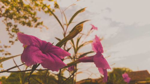 Close-up of pink flowering plant against sky