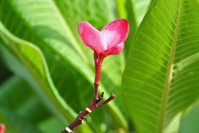 Close-up of red flowering plant leaves