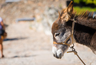 Close-up of a horse