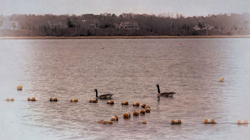 Birds in lake