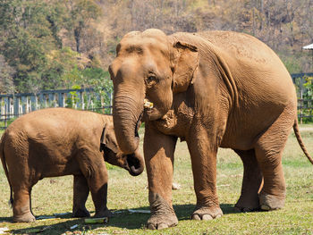 Elephants on grassy field in zoo