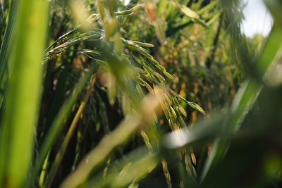 Close-up of wheat growing on field