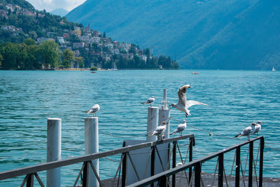 View of seagull on railing by lake