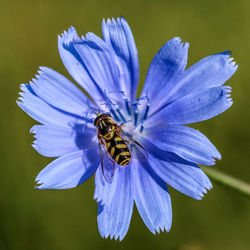 Close-up of bee pollinating on flower