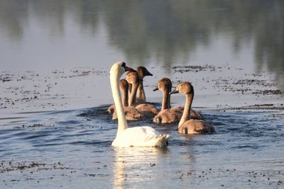 Swans swimming in lake