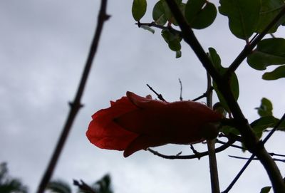 Close-up of red rose against sky